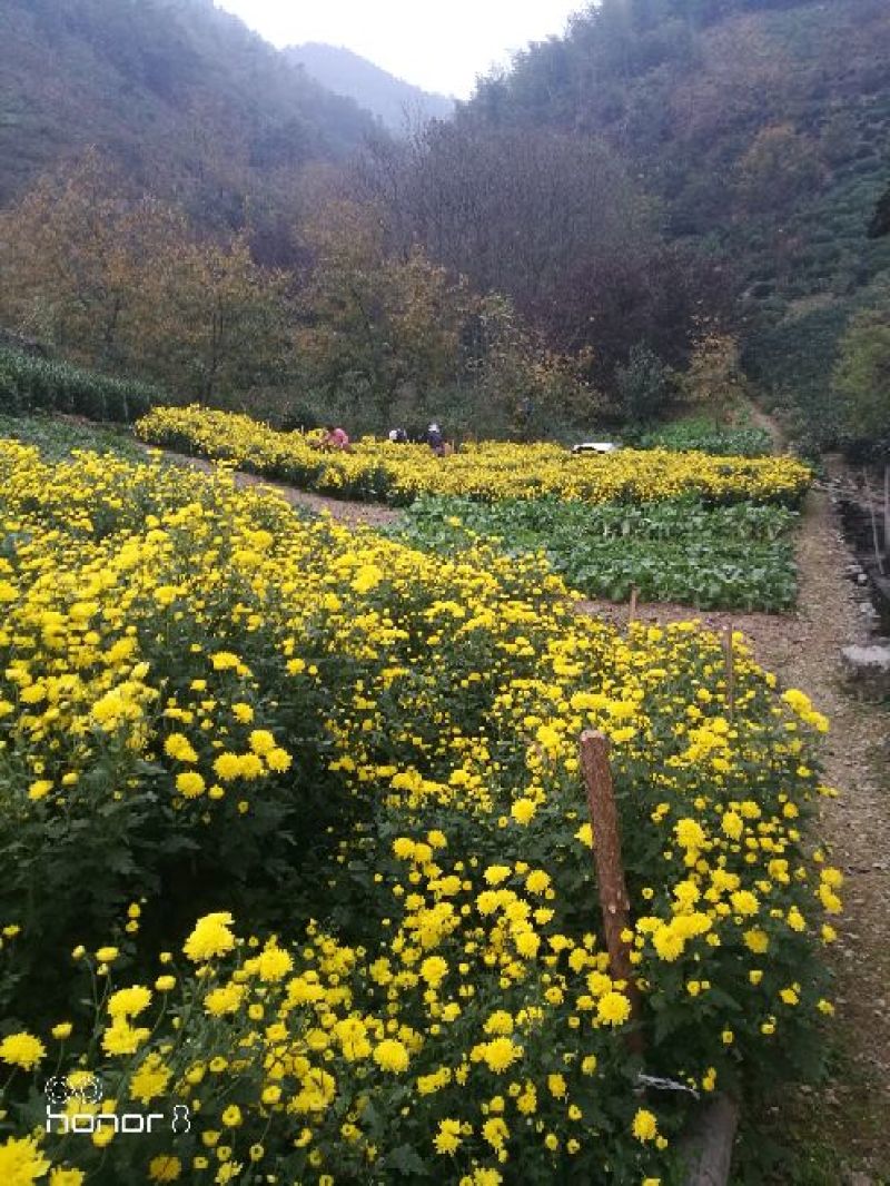 药用菊花散装