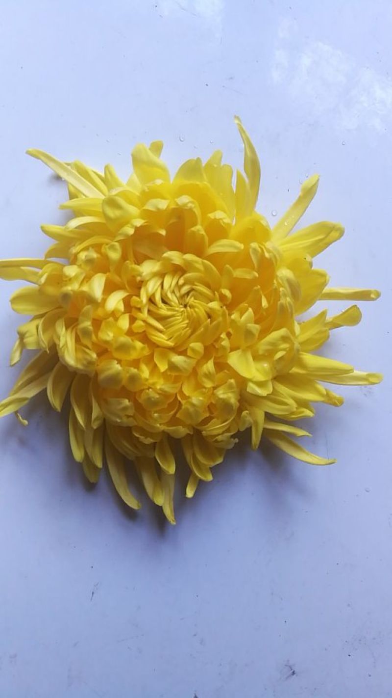药用菊花散装