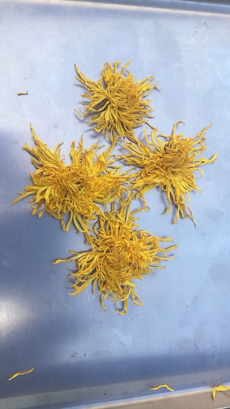 药用菊花散装