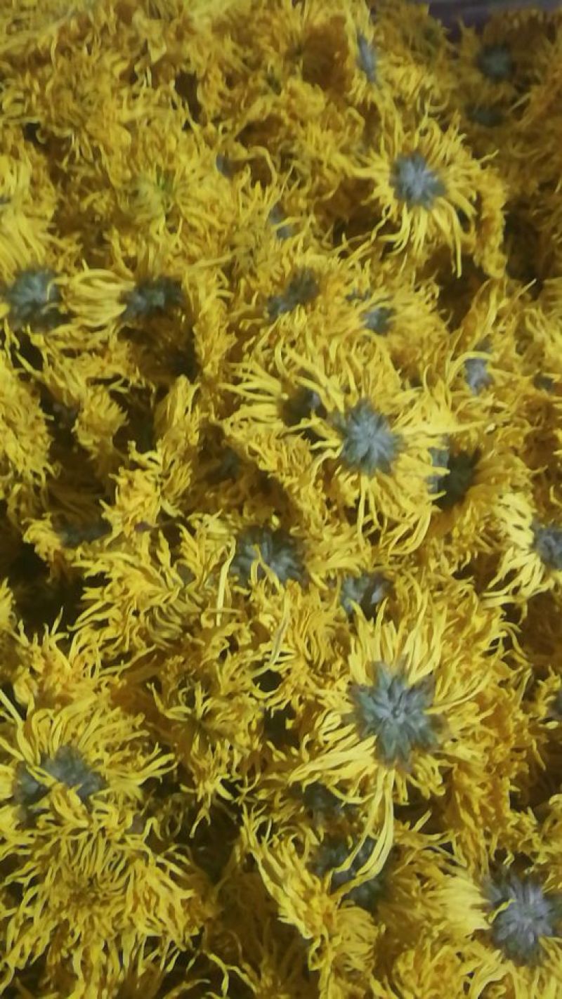 药用菊花散装