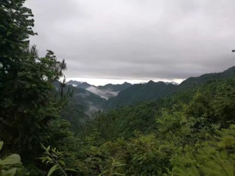 药用菊花散装