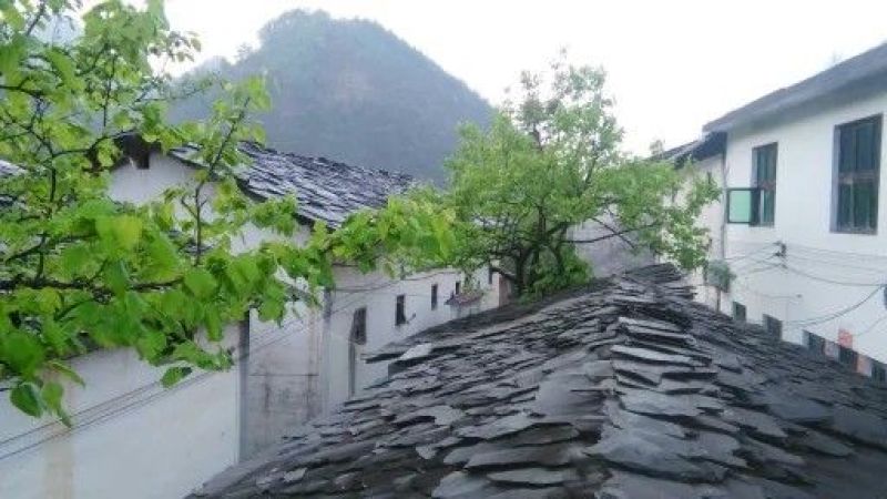 药用菊花散装