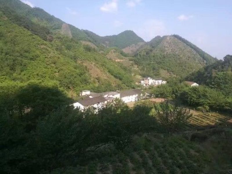 药用菊花散装
