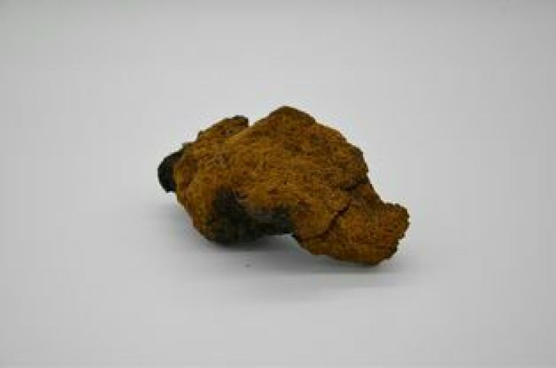 （实力供货）精品白桦茸大量上市中，产地一手货源质优价廉