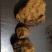 （实力供货）精品白桦茸大量上市中，产地一手货源质优价廉
