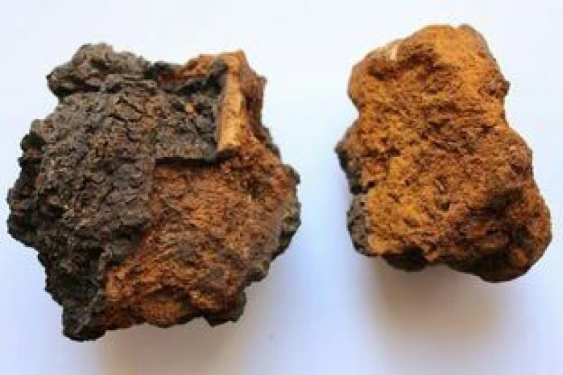 （实力供货）精品白桦茸大量上市中，产地一手货源质优价廉