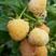 当年结果黄树莓苗10~30cm产地价格批发