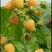 当年结果黄树莓苗10~30cm产地价格批发