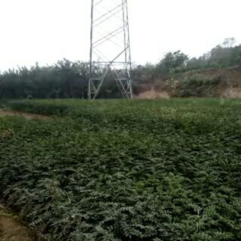 大红袍花椒苗1~2年