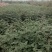 大红袍花椒苗1~2年