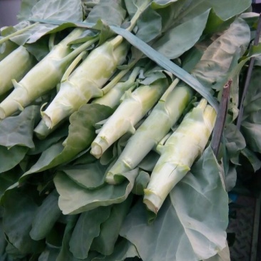 芥蓝4~5cm特大
