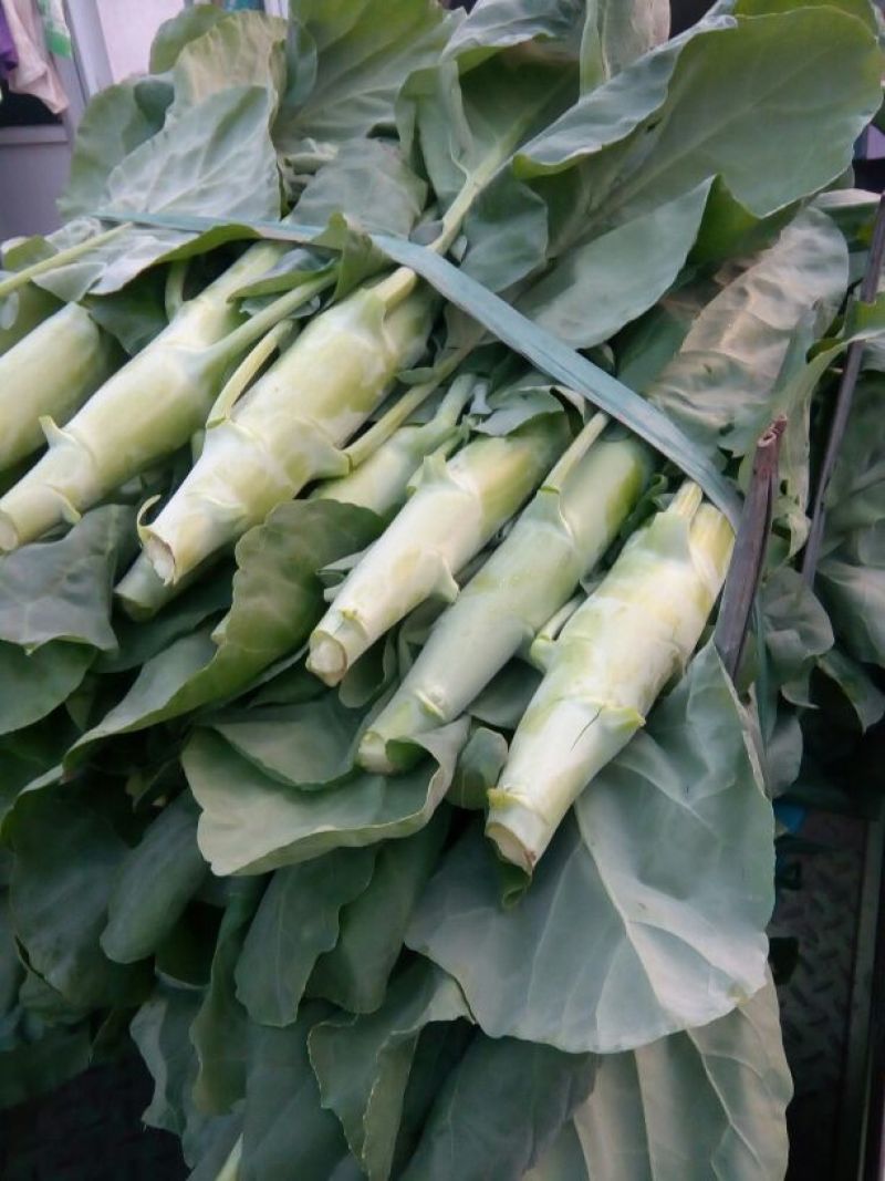 芥蓝4~5cm特大