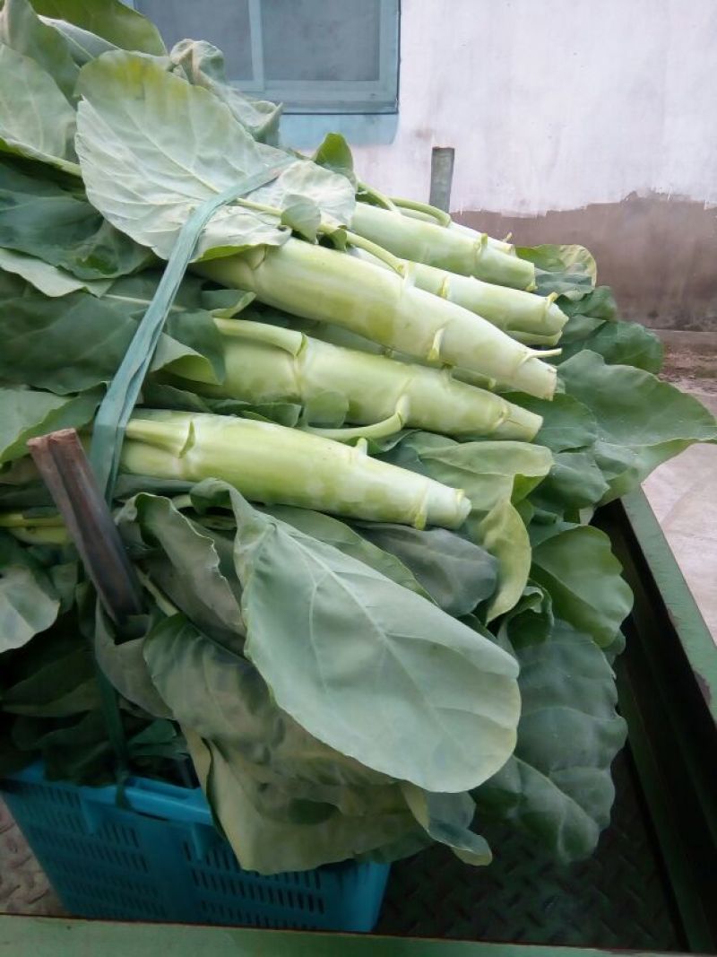 芥蓝4~5cm特大