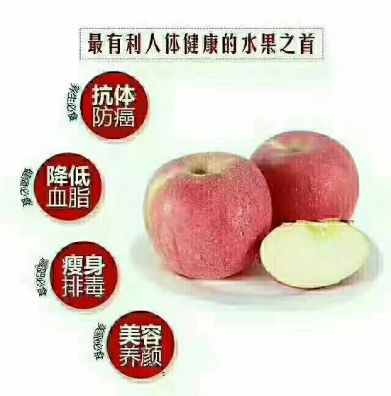 红富士苹果75mm以上膜袋