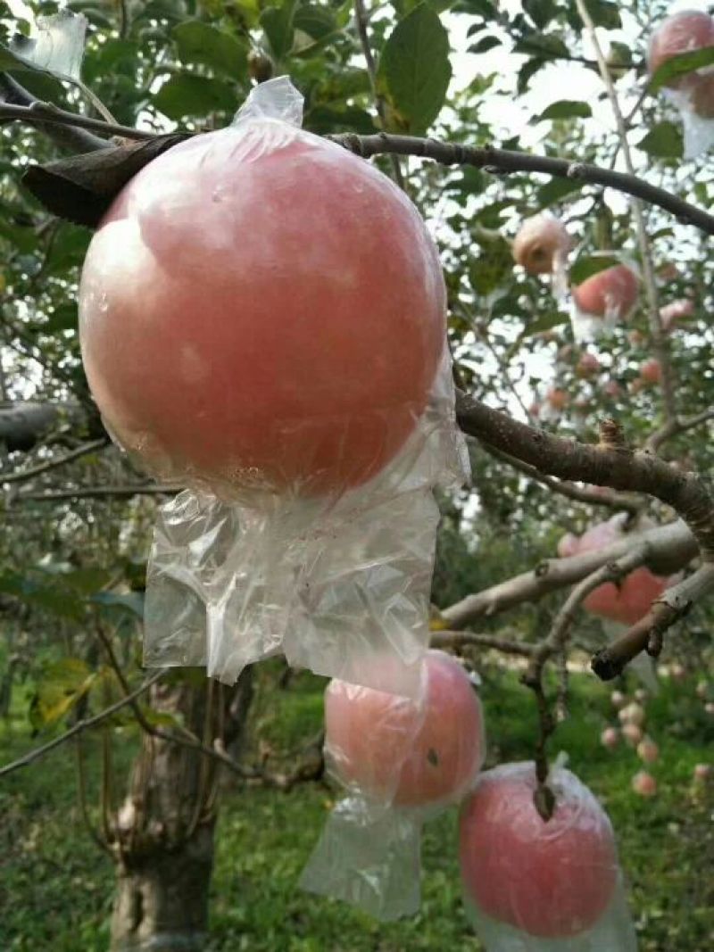 红富士苹果75mm以上膜袋