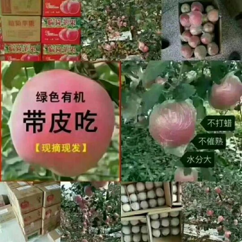 红富士苹果75mm以上膜袋