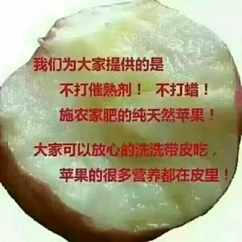 红富士苹果75mm以上膜袋