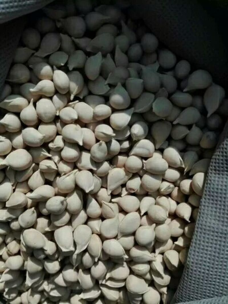 香橙种子枳壳种子枸橘种子红桔红橘嫁接柑橘资阳小叶香橙软枝