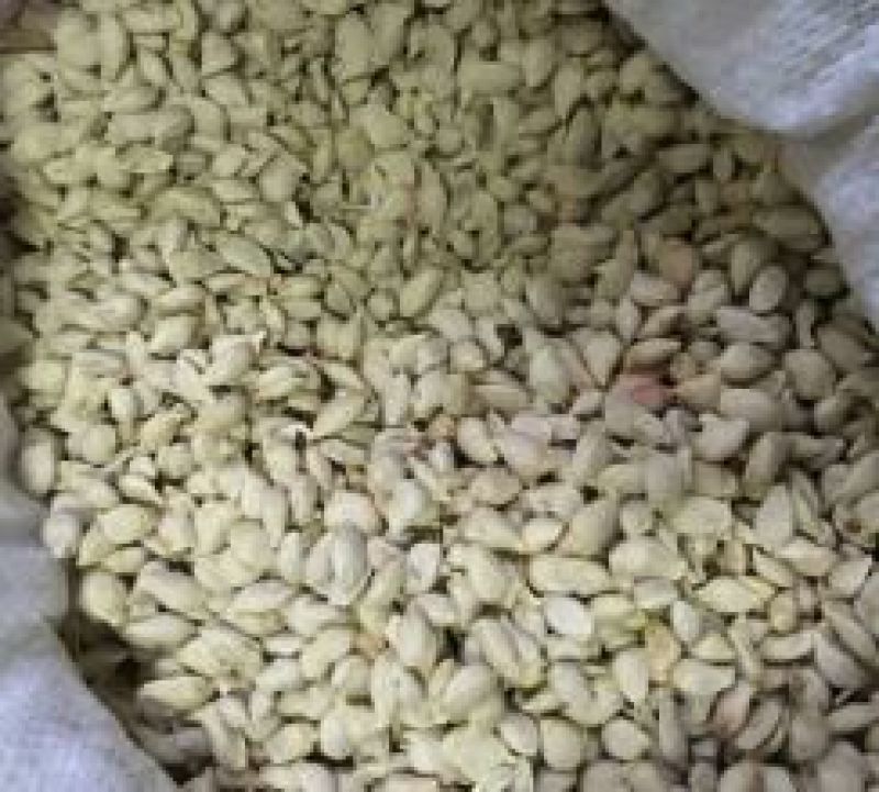 香橙种子枳壳种子枸橘种子红桔红橘嫁接柑橘资阳小叶香橙软枝