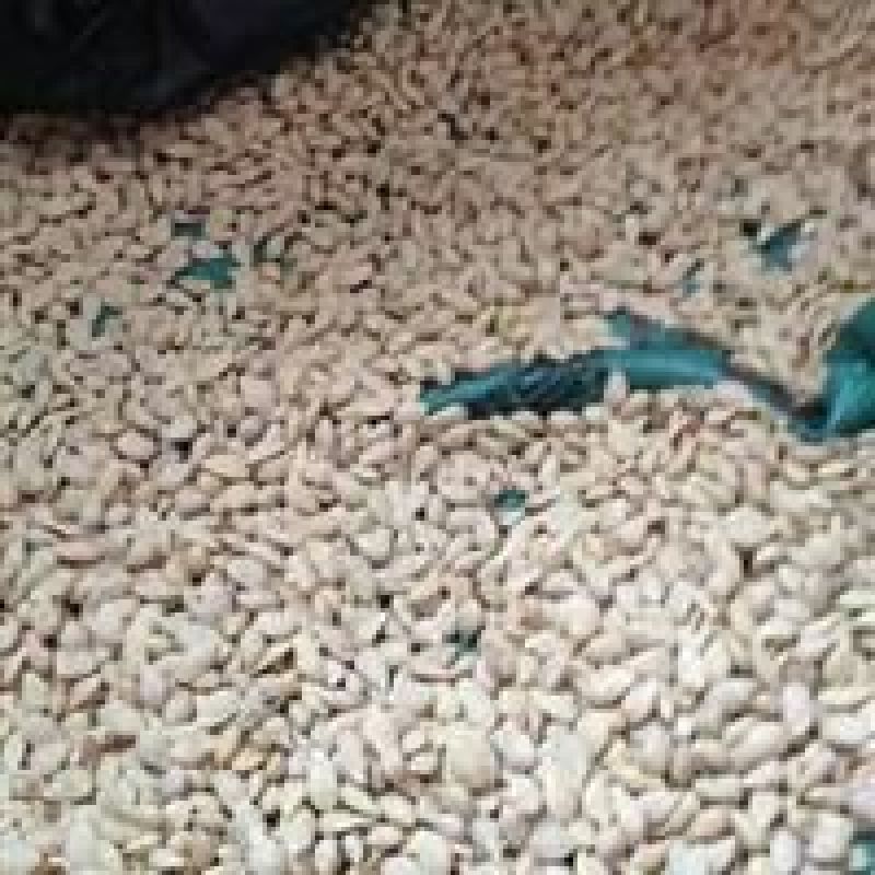 香橙种子枳壳种子枸橘种子红桔红橘嫁接柑橘资阳小叶香橙软枝