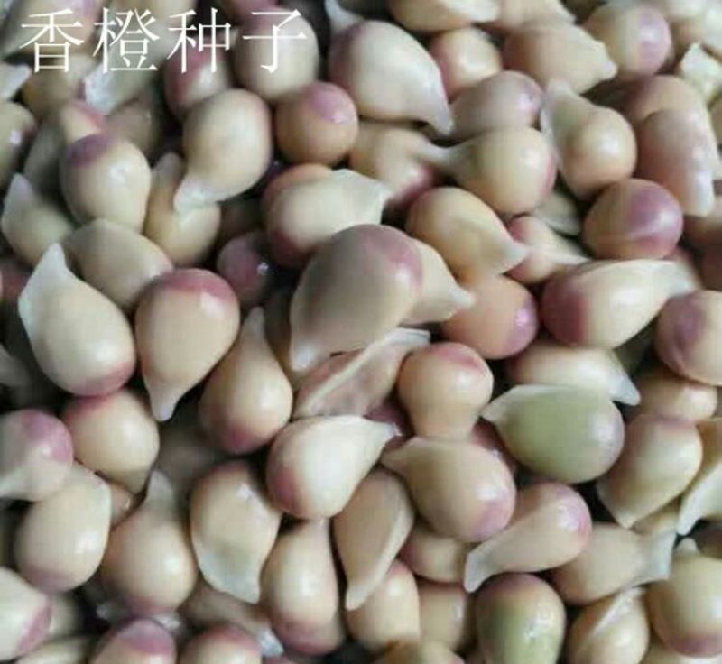 香橙种子枳壳种子枸橘种子红桔红橘嫁接柑橘资阳小叶香橙软枝