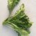 荠菜10cm以上