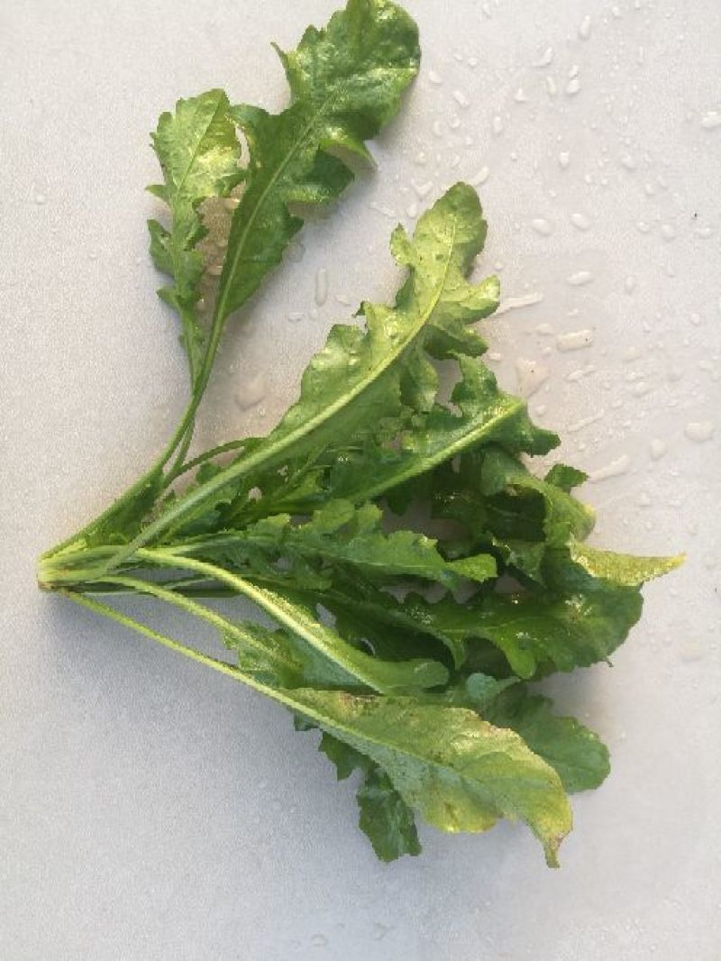 荠菜10cm以上
