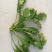 荠菜10cm以上