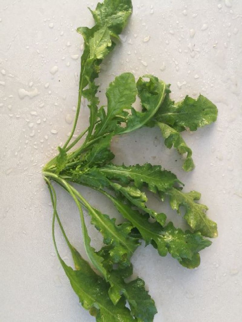 荠菜10cm以上