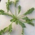 荠菜10cm以上