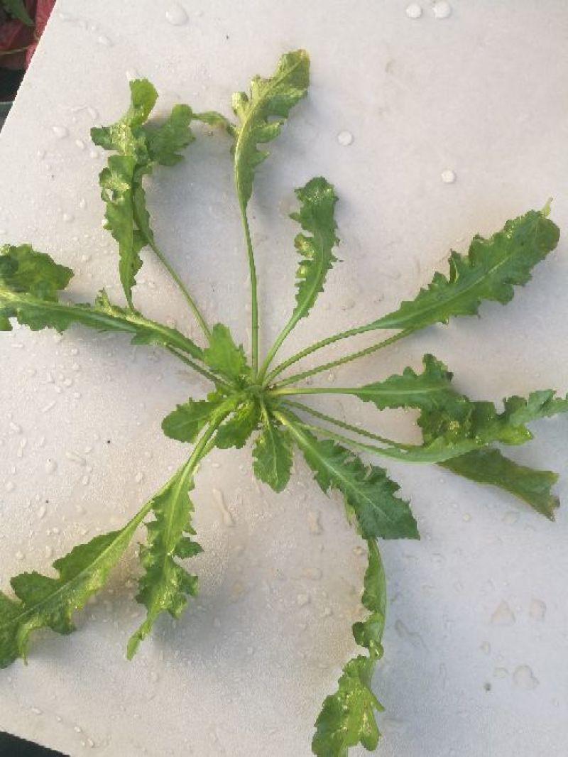 荠菜10cm以上