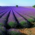 薰衣草种子四季易种普罗旺斯薰衣草花种子阳台庭院花籽多年生