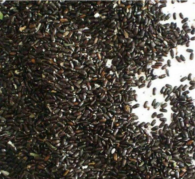 薰衣草种子四季易种普罗旺斯薰衣草花种子阳台庭院花籽多年生