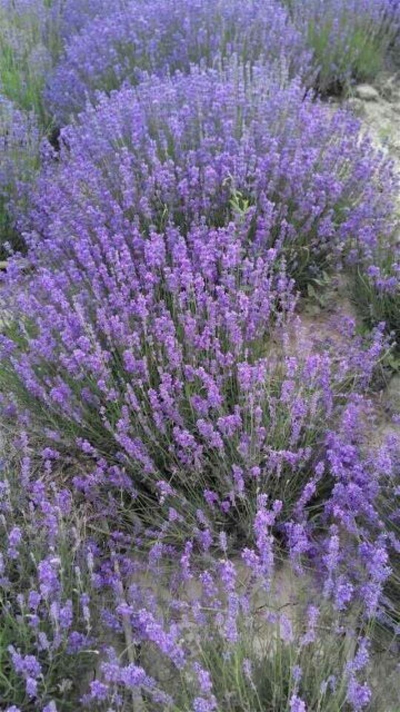 薰衣草种子四季易种普罗旺斯薰衣草花种子阳台庭院花籽多年生