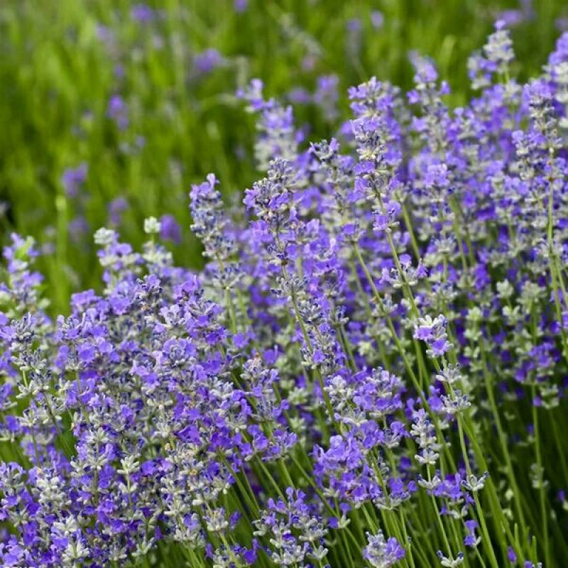薰衣草种子四季易种普罗旺斯薰衣草花种子阳台庭院花籽多年生