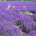 薰衣草种子四季易种普罗旺斯薰衣草花种子阳台庭院花籽多年生
