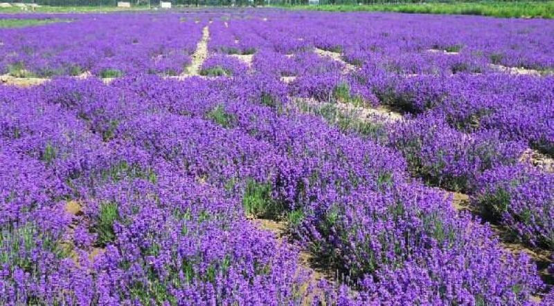 薰衣草种子四季易种普罗旺斯薰衣草花种子阳台庭院花籽多年生