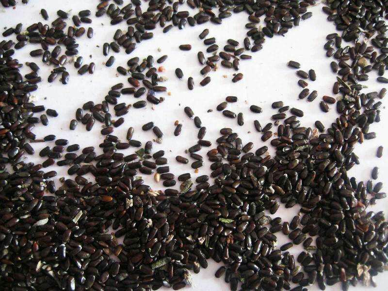 薰衣草种子四季易种普罗旺斯薰衣草花种子阳台庭院花籽多年生