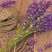 薰衣草种子四季易种普罗旺斯薰衣草花种子阳台庭院花籽多年生