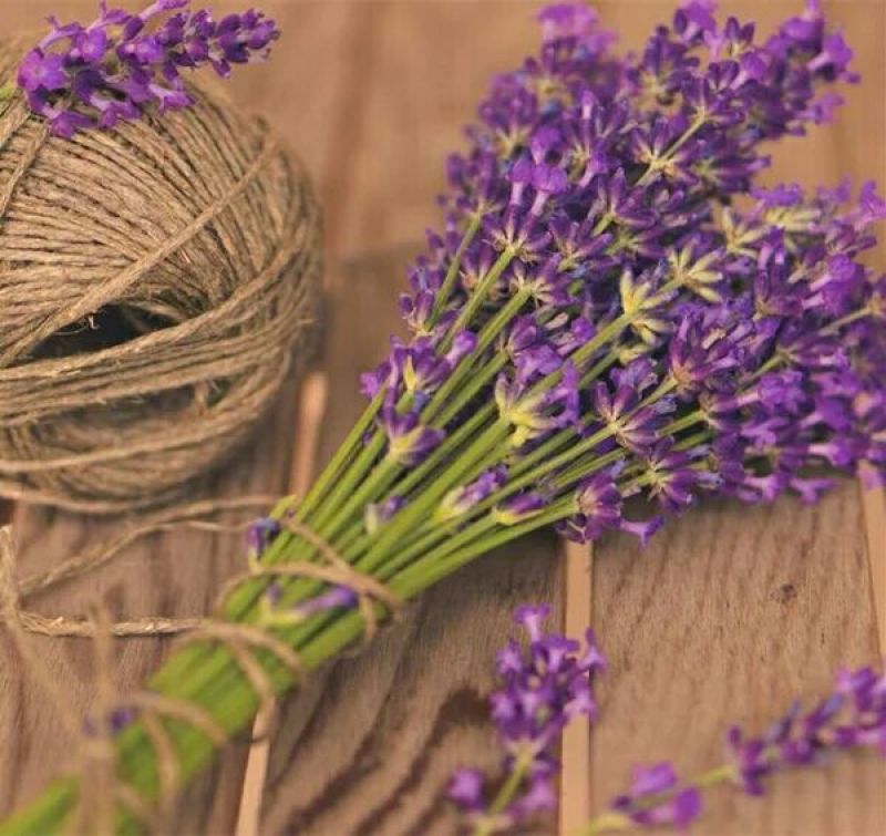 薰衣草种子四季易种普罗旺斯薰衣草花种子阳台庭院花籽多年生