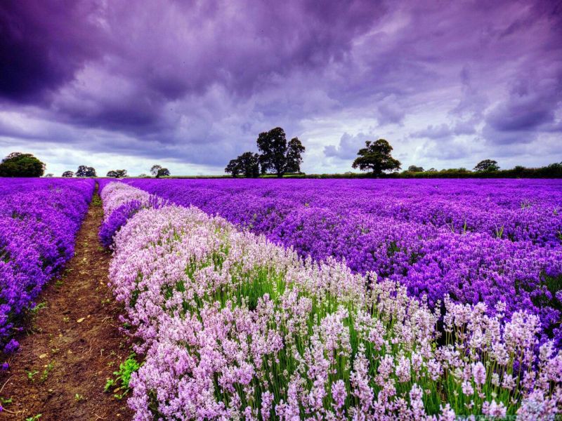 薰衣草种子四季易种普罗旺斯薰衣草花种子阳台庭院花籽多年生