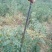 黄杨苗40~50cm