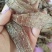 野生天麻特级