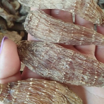 野生天麻特级