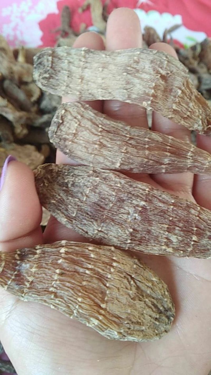 野生天麻特级