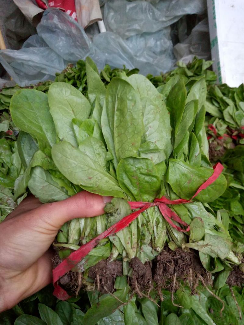 莴笋苗抗热莴笋苗红尖叶莴笋苗三青莴笋苗，冬季抗寒