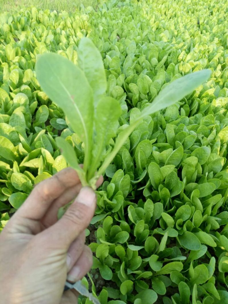 莴笋苗抗热莴笋苗红尖叶莴笋苗三青莴笋苗，冬季抗寒