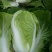 黄心白菜净菜4-6产地诚信经营场地提供。一条龙