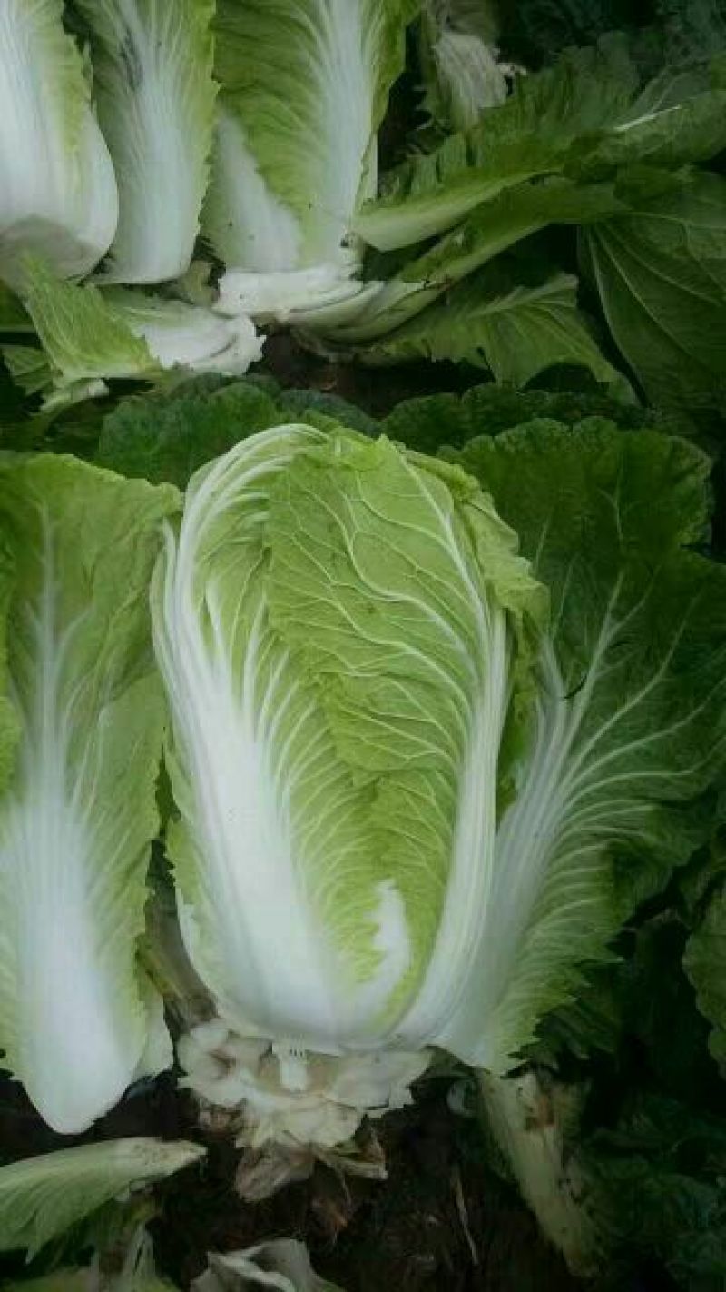 黄心白菜净菜4-6产地诚信经营场地提供。一条龙