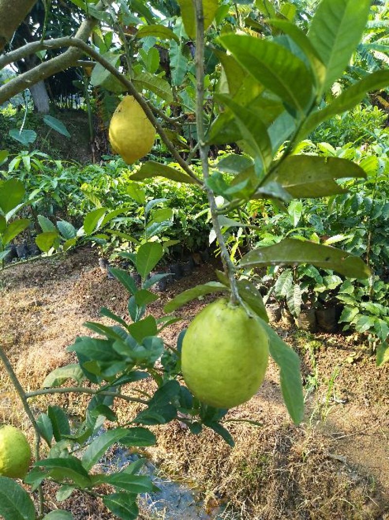 柠檬苗50~80cm